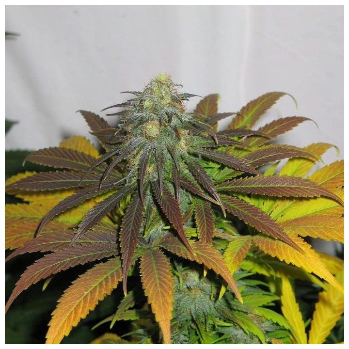 California Orange (Dutch Passion)