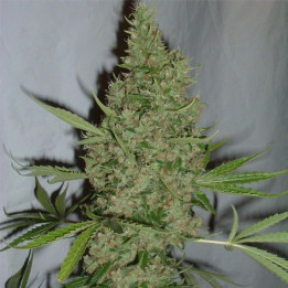 Orange Bud (Dutch Passion)