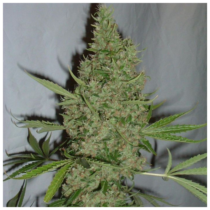 Orange Bud (Dutch Passion)