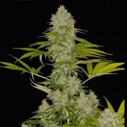 Power Kush (Dinafem)