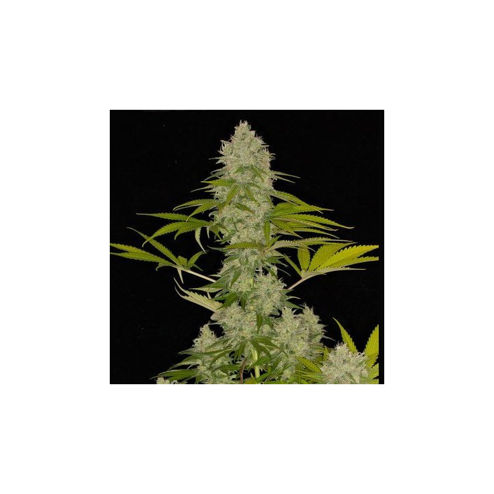 Power Kush (Dinafem)