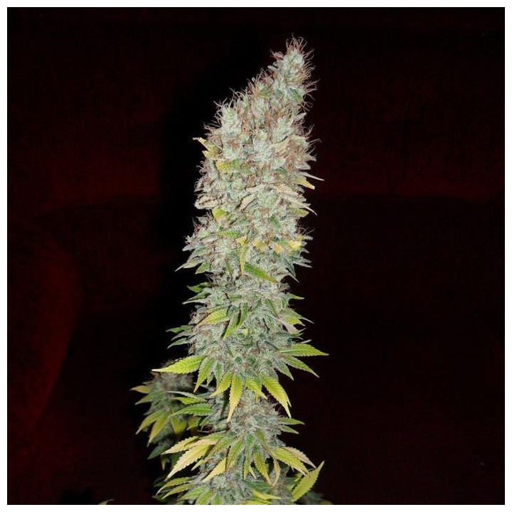 Jorge´s Diamonds 1 (Dutch Passion)