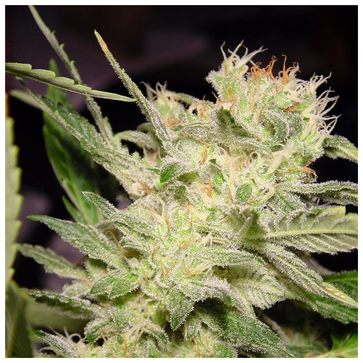 Belladona (Paradise Seeds)