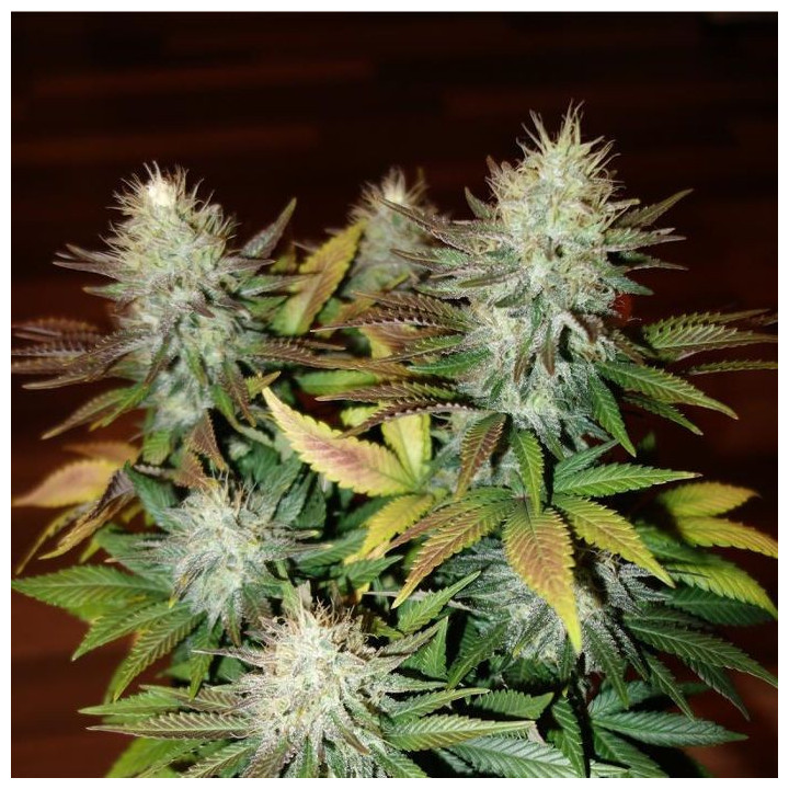 Durga Mata (Paradise Seeds)
