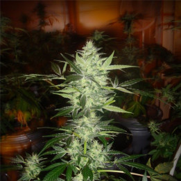 Nebula (Paradise Seeds)
