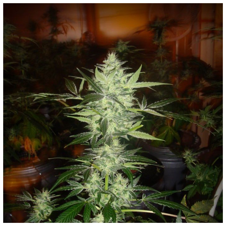 Nebula (Paradise Seeds)