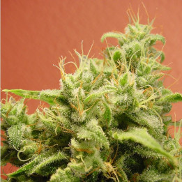Opium (Paradise Seeds)