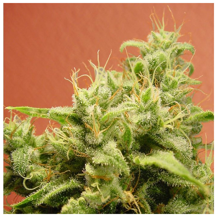 Opium (Paradise Seeds)