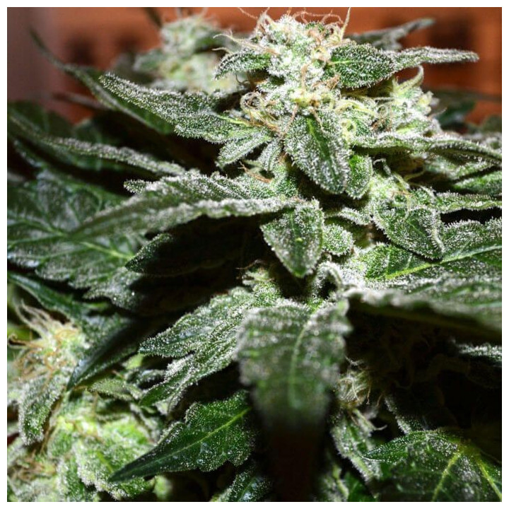 Sensi Star (Paradise Seeds)