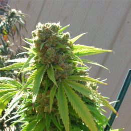 Wappa (Paradise Seeds)