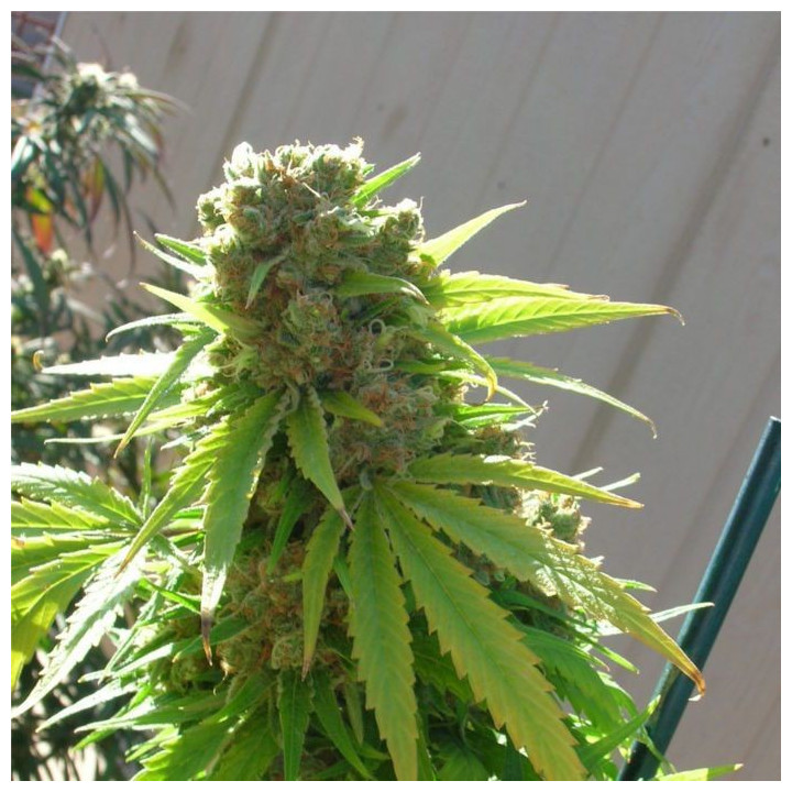 Wappa (Paradise Seeds)
