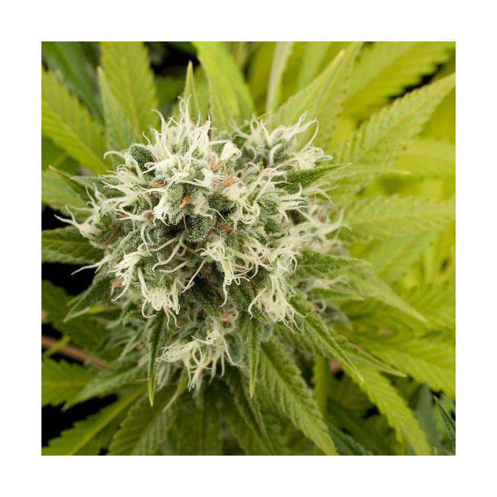 Power Kush (Dinafem)