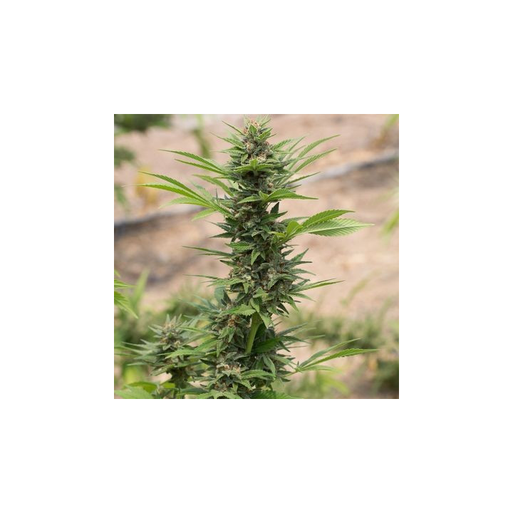 Diesel (Dinafem)