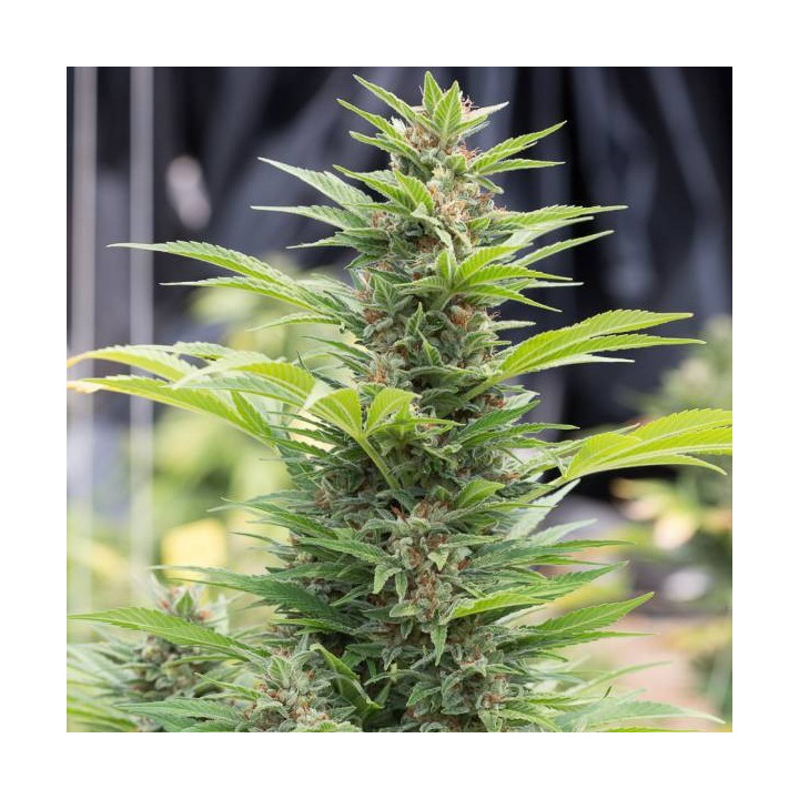 Diesel (Dinafem)