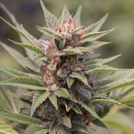 Diesel (Dinafem)