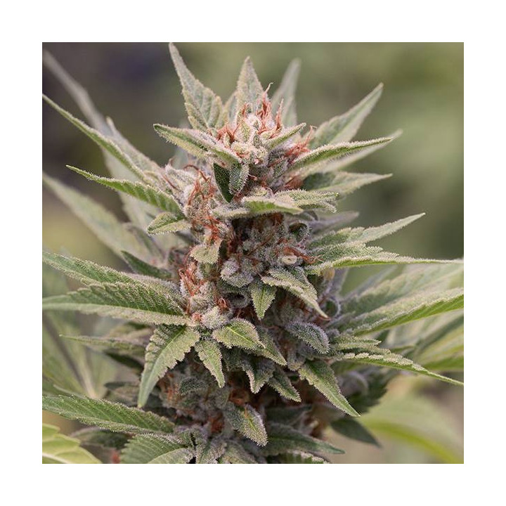 Diesel (Dinafem)