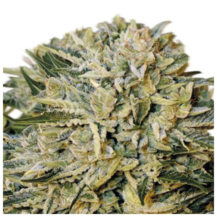 Sugar Gom (Grassomatic)