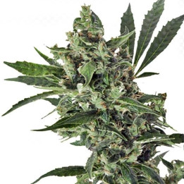 Med Gom 1.0 (Grassomatic)