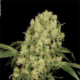 Ak-47 (Serious Seeds)