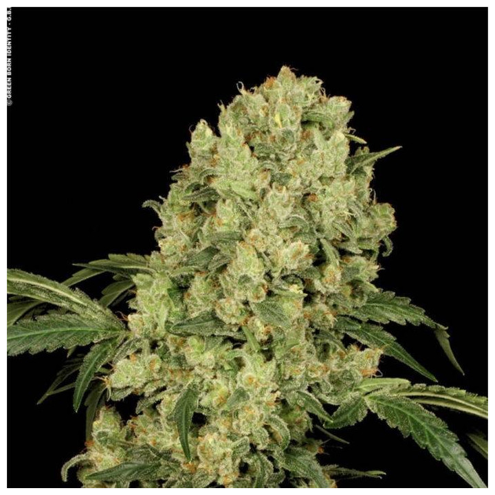 Ak-47 (Serious Seeds)