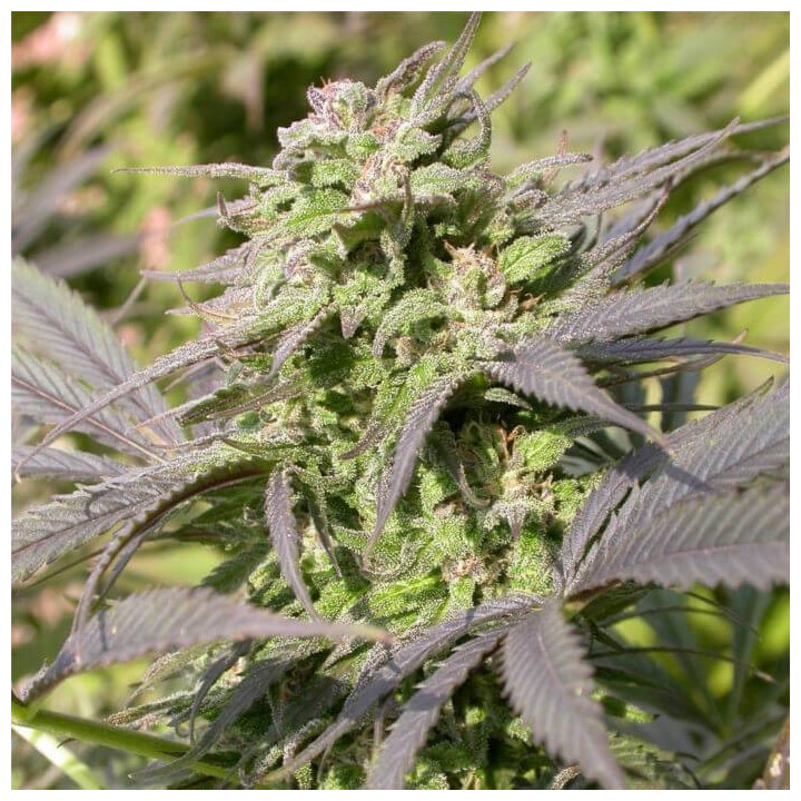 Biddy Early (Serious Seeds)