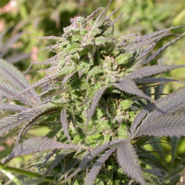 Biddy Early regular (Serious Seeds)