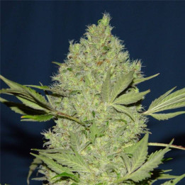 Chronic regular (Serious Seeds)