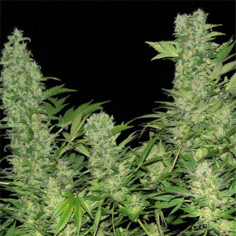 Double Dutch (Serious Seeds)