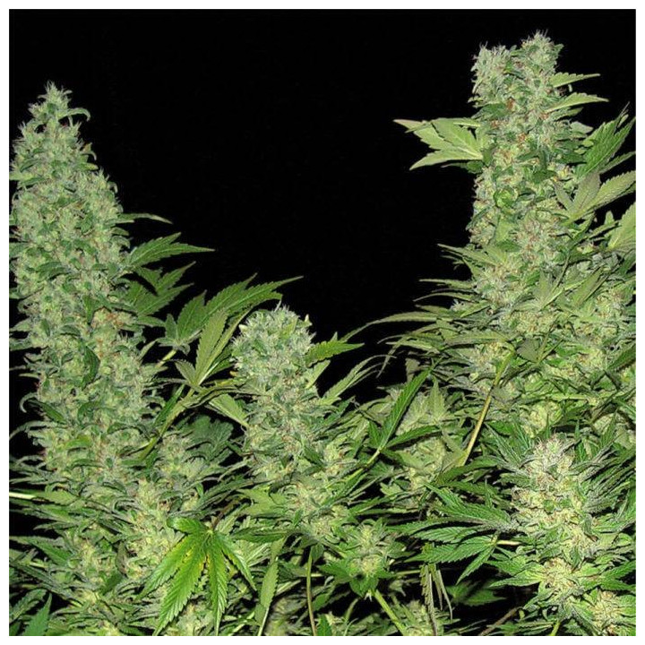 Double Dutch regular (Serious Seeds)