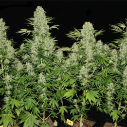 Kali Mist regular (Serious Seeds)