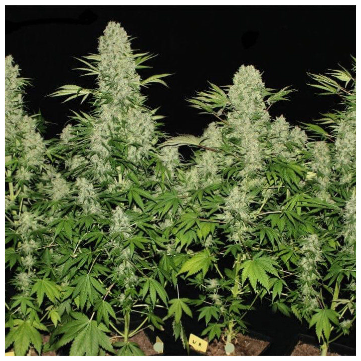 Kali Mist regular (Serious Seeds)