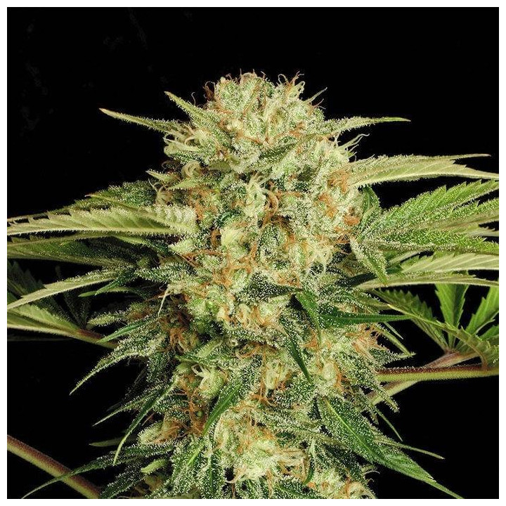Motavation regular (Serious Seeds)