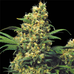 Warlock regular (Serious Seeds)