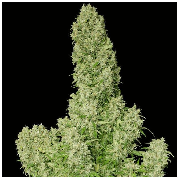 White Russian (Serious Seeds)