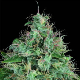 Serious 6 (Serious Seeds)