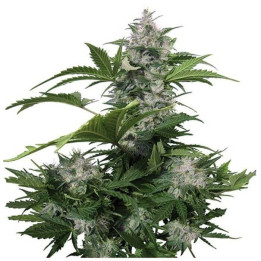 Buddha White Dwarf Auto