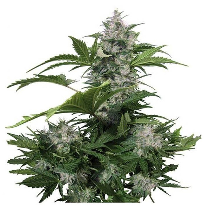 Buddha White Dwarf Auto