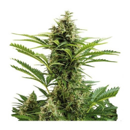 Buddha Vesta Auto