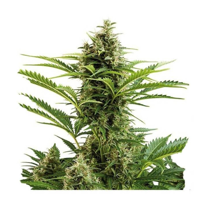 Buddha Vesta Auto