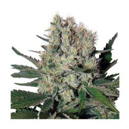 Buddha Syrup Auto