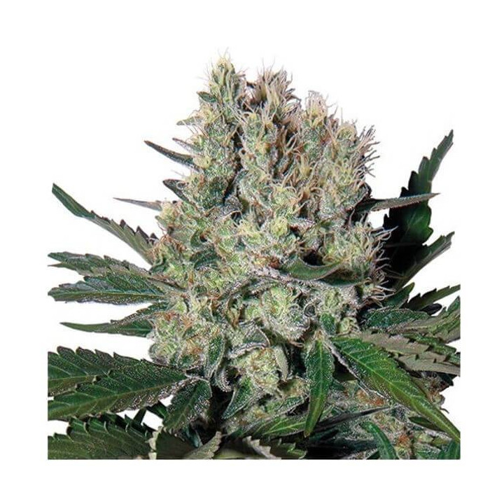 Buddha Syrup Auto