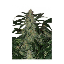 Buddha Deimos Auto