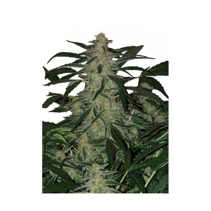Buddha Deimos Auto