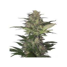 Buddha Red Dwarf Auto
