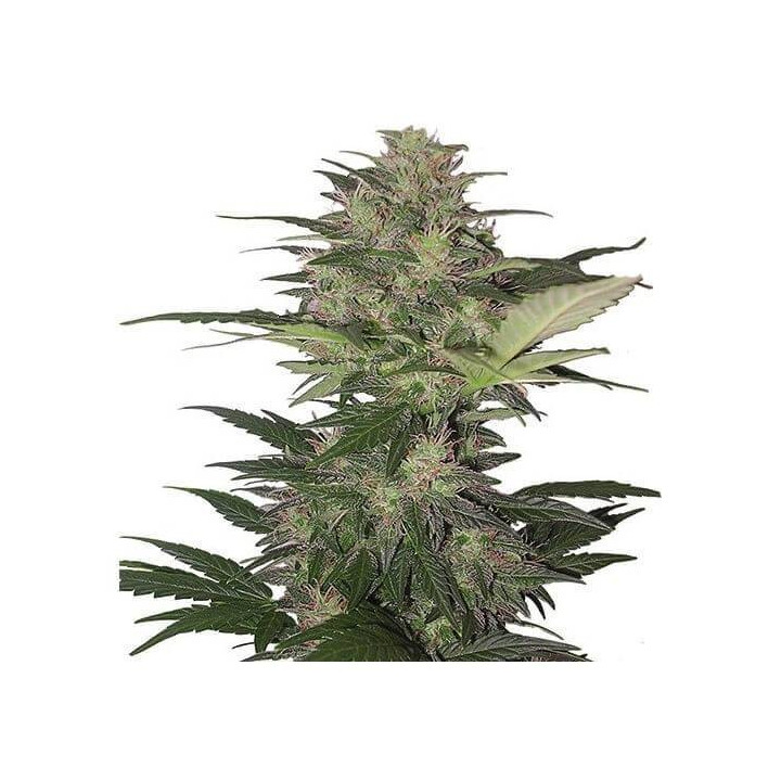 Buddha Red Dwarf Auto