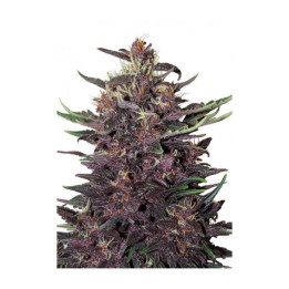 Buddha Purple Kush Auto