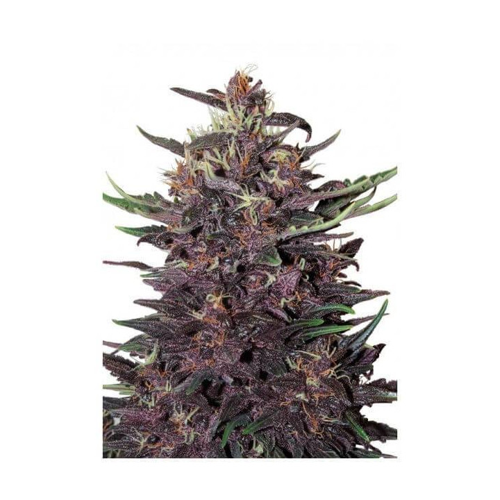 Buddha Purple Kush Auto