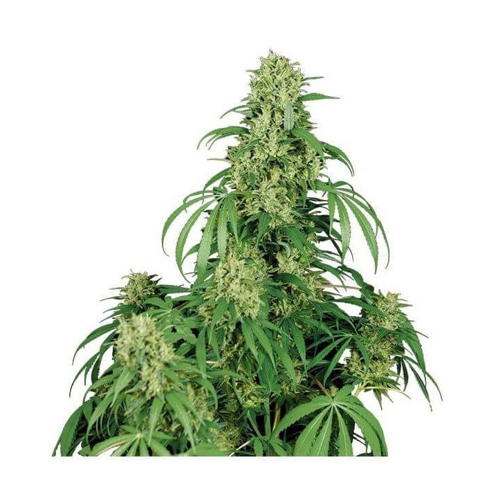 Buddha Calamity Jane Auto