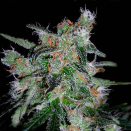 60 day Lemon Autoflowering