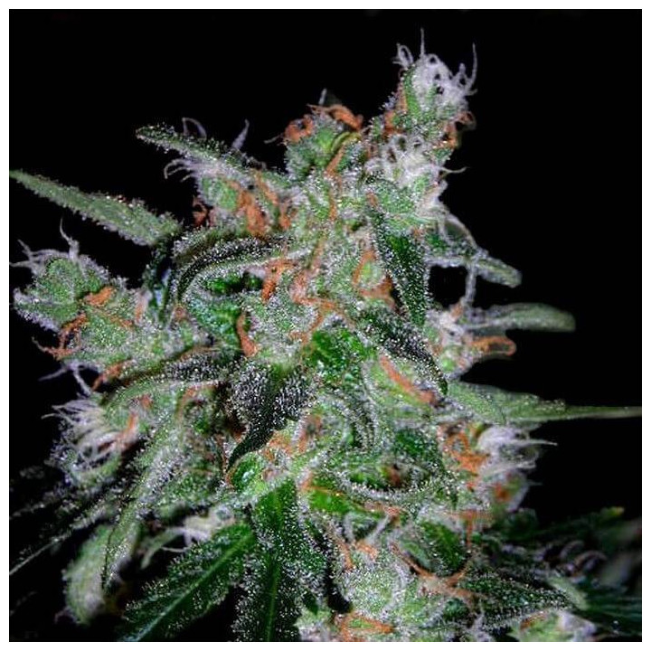 60 day Lemon Autoflowering